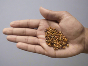 Joypur Snacks Roasted Moth Bean | Protein-Packed | High Fiber | Healthy Snack | No Frying | 80g